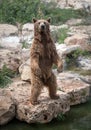 Standing sirian brown bear