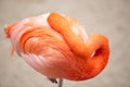 A Sleeping Flamingo