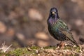 Standing small green starling on dark brown background Royalty Free Stock Photo