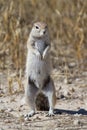 Standing squirrel Royalty Free Stock Photo