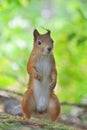 Standing squirrel Royalty Free Stock Photo