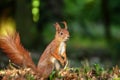 A standing squirrel in a forest Royalty Free Stock Photo