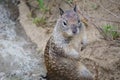 Standing Squirrel Royalty Free Stock Photo