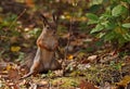 Squirrel with fluffy ears standing in the autumn forest Royalty Free Stock Photo