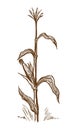 Standing stalk of corn