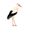 Standing stork bird with black and white feathering, long beak and legs isolated, wildlife animal bird cartoon vector