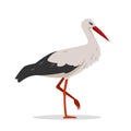 Standing Stork bird isolated on white background. Royalty Free Stock Photo