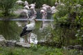 Standing stork in the foreground with flamingos in the background Royalty Free Stock Photo