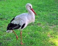 Standing stork the green grass field Royalty Free Stock Photo