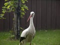 Standing stork Royalty Free Stock Photo