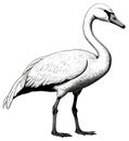 Standing swan engraving. Swans bird engraved sketch, heron vintage vector engrave drawing