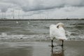 Standing swan is hiding hear head on the coast of stormy Baltic sea during the cloudy day Royalty Free Stock Photo