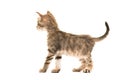 Standing tabby turkish angora baby cat seen from the back