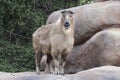 Standing takin Royalty Free Stock Photo