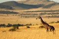 Giraffe standing tall, Masai Mara, Kenya, Africa