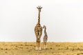 Standing Tall - Massai Giraffe Mother & newborn calf in grasslands of Massai Mara National Reserve, Kenya. Royalty Free Stock Photo