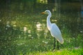 Standing tall and proud, is a beautiful, orange beaked, white egret on the edge of a beautiful green pond and a bright grassy-gree