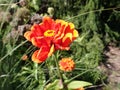 standing tall, proud fiery red, orange, and yellow marigold flower in the garden Royalty Free Stock Photo