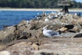 Standing tall and proud.. seagull Royalty Free Stock Photo