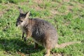 Standing tammar wallaby Royalty Free Stock Photo