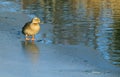 Standing on Thin Ice Royalty Free Stock Photo