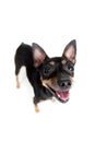 Standing toy terrier dog top view Royalty Free Stock Photo