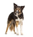 Standing Tri collored Border Collie looking at the camera, two years old, isolated Royalty Free Stock Photo