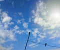 Standing under the blue sky is a small extraordinary bird with a rope