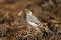 Standing wagtail Royalty Free Stock Photo