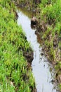 Standing Water in a Small Ditch or Puddle