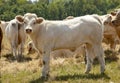 Standing white calf in a herd of cows with fluffy ears and little horns and small udder.