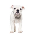 Standing White English bulldog Puppy looking away, ten weeks old, isolated on white Royalty Free Stock Photo