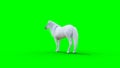 Standing white horse. Green screen. 3d rendering.