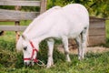 Standing White Pony Is Eating Grass At Countryside Ranch. Nag In