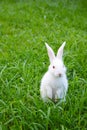 Standing white rabbit on the grass Royalty Free Stock Photo