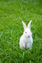 Standing white rabbit on the grass Royalty Free Stock Photo