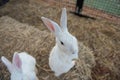 Standing white rabbit on hay to beg for food from tourist feeding Royalty Free Stock Photo