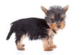 Standing yorkie toy Royalty Free Stock Photo