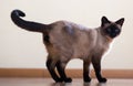 Standing young adult siamese cat Royalty Free Stock Photo