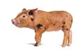 Standing young pig ready to walk looking at the camera mixedbreed, isolated Royalty Free Stock Photo