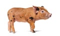 Standing young pig ready to walk looking at the camera mixedbreed