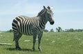 Standing zebra
