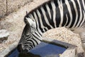 Standing Zebra drinking water Royalty Free Stock Photo