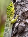 Â´The Standings day gecko,sits on the cracked bark of a tree. Zombitse-Vohibasia National Park Madagsakr wild life Royalty Free Stock Photo