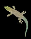 StandingÃ¯Â¿Â½Ã¯Â¿Â½s Day Gecko (Phelsuma standingi)