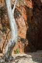 Australia, Standley Chasm, West Mac Donnell National Park