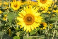 A Standout Amongst the Sunflowers at Anderson Sunflower Farm