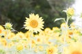 A Standout Amongst the Sunflowers at Anderson Sunflower Farm