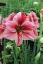 Brilliant standout display of red pink amaryllis blooms