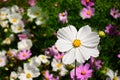 Standout White Flower Selective Focus Foreground